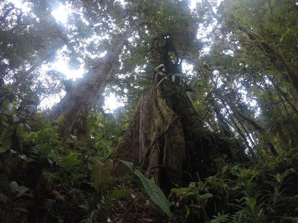 Cabana De Montana La Magnolia, Cerro De La Muerte De La Canuela Cloud Forest Tres de Junio Exterior photo
